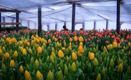 Hoe tulpen groeien tegen 8 maart