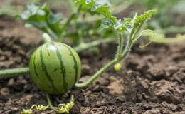 Merkmale des Anbaus von Wassermelonen in Sibirien auf freiem Feld: Schritt-für-Schritt-Anleitung