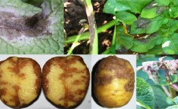 What is potato late blight: a description of the disease and methods of treatment