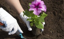 Petunia planten en verzorgen tijdens de bloei in een pot