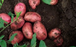 Taste qualities of potatoes: what kind of potato tastes and what it depends on