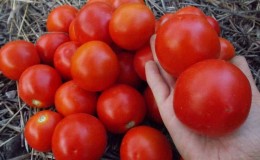 De favoriete tomaten van tuinders 