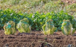 Wie man Chinakohl im Garten auf freiem Feld und zu Hause anbaut