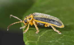 Welcher Schädling frisst Stachelbeerblätter und was tun, um die Büsche zu retten?