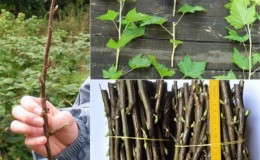 Hoe aalbessen in de lente te vermeerderen door stekken zodat ze wortel schieten