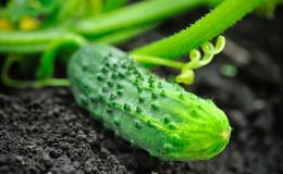 Verlängerung der Fruchtzeit von Gurken: wirksame Rezepte für die Fütterung im August