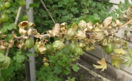 Warum Stachelbeeren im Sommer gelb und trocken werden und was damit zu tun ist