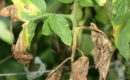 Hoe om te gaan met Phytophthora op tomaten in een kas met behulp van folkmethoden: de beste manieren om ziekten te behandelen en te voorkomen