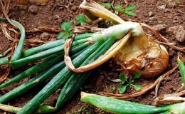 Was tun, wenn die Zwiebel im Garten verrottet und warum es passiert?