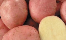 A promising, unpretentious and productive variety of potatoes 