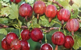 Mittlere frühe ertragreiche Stachelbeersorte Kolobok