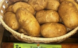 High-yielding, unpretentious table potato variety 