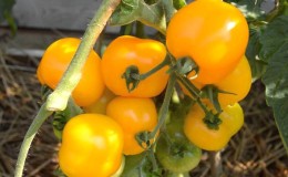 Die besten Sorten gelber Tomaten für das Gewächshaus: Die besten Vertreter kennenlernen und den richtigen Typ auswählen