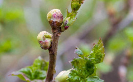 Die wirksamsten Maßnahmen zur Bekämpfung von Johannisbeermilben im Frühjahr