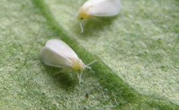 Hoe witte vlieg op tomaten te vernietigen: beproefde methoden en methoden om te voorkomen