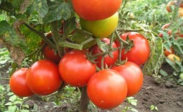 Beoordeling van de 15 beste variëteiten van laagblijvende tomaten voor kassen: kies in alle opzichten de juiste