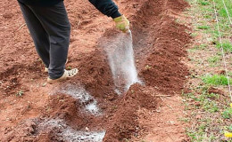 What types of dressings are best used when planting potatoes