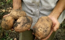 Who grew the largest potato in the world and what does it look like