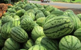 Zašto je Astrakhanska lubenica dobra i zašto je farmeri toliko vole