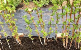 Stapsgewijze instructies voor het correct planten van frambozen in de lente voor beginnende tuiniers