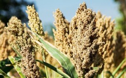 Wat is sorghum en hoe wordt het in verschillende levensgebieden gebruikt?