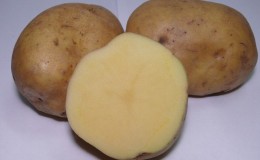 Unpretentious to weather conditions, mid-season potato variety 