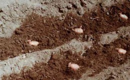 Manure as fertilizer for potatoes: when is it better to apply, in autumn or spring