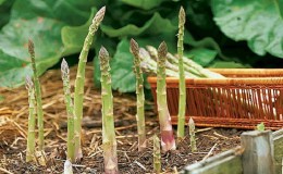 Cara Menyiapkan Asparagus untuk Musim Sejuk: Panduan Langkah demi Langkah untuk Menyiapkan Tempat Tidur Anda pada Musim Gugur