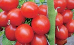 Trauben von leuchtend roten Früchten, wie auf dem Bild: Verlioka Tomaten - Gartendekoration