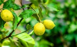 Cara menanam lemon dari biji di rumah: penanaman, penjagaan, nuansa dan kesilapan