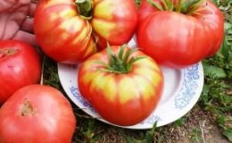 Ein vielversprechender Neuling unter den Tomatensorten ist die King of Kings-Tomate, die immer beliebter wird