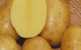 Early ripe table potato variety Vega