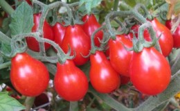 How to grow an incredibly beautiful and tasty Matryoshka tomato on your own plot