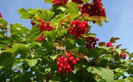 Anleitung zum Pflanzen von Viburnum im Herbst für Gärtneranfänger