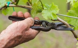 Eine Schritt-für-Schritt-Anleitung zum Beschneiden von Trauben im Sommer für Anfänger