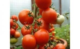 Review of the early hybrid tomato 