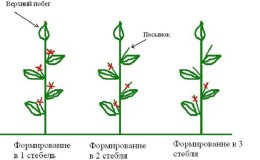 Tôi có cần bóp ớt không: lập luận ủng hộ và phản đối, hướng dẫn từng bước về cách loại bỏ con ghẻ và các mẹo hữu ích