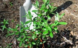 Guide to planting sea buckthorn seedlings in spring: how to arrange and plant bushes so that they bear fruit