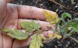 Wir finden heraus, was zu tun ist, wenn die Tomaten im Gewächshaus ausgebrannt sind - wie Sie Ihre Ernte retten können