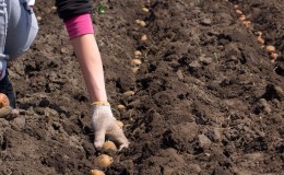 Hoe aardappelen correct te planten, een beschrijving van de beste manieren om aardappelen te zaaien