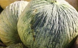 Usbekische Herbstmelone 