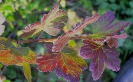 Warum erscheinen rote Flecken auf Stachelbeerblättern und wie geht man damit um?