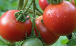 Der Marktführer unter den frühreifen Tomaten, der Favorit der Landwirte: die Katyusha-Tomate, Eigenschaften und Beschreibung der Sorte