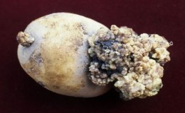 How to deal with potato cancer and is it dangerous for humans