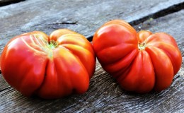 Wij telen op onze eigen grote tomaten met zoet, sappig, korrelig vruchtvlees: Tomaat 