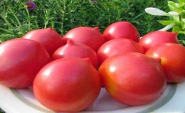 Decoration of a garden with unusual flowering - tomato 