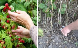 Kako i kada obrezivati ​​maline ljeti nakon plodovanja: upute za početnike vrtlare