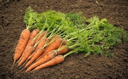 Die Hauptgründe, warum Karotten nicht im Garten wachsen