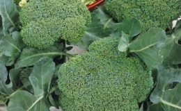 Beschrijving broccoli Lord F1 met foto's, recensies en aanbevelingen voor het kweken