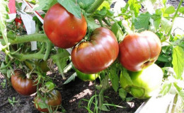 An extremely unusual and exotic guest in your garden is the Negritenok tomato: we grow it ourselves and enjoy the harvest